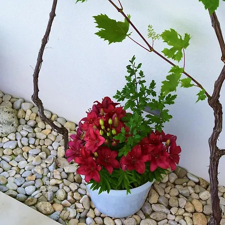 Adria View * マカルスカ